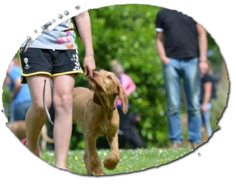 Dog Training Class